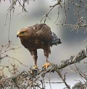 Lesser Spotted Eagle