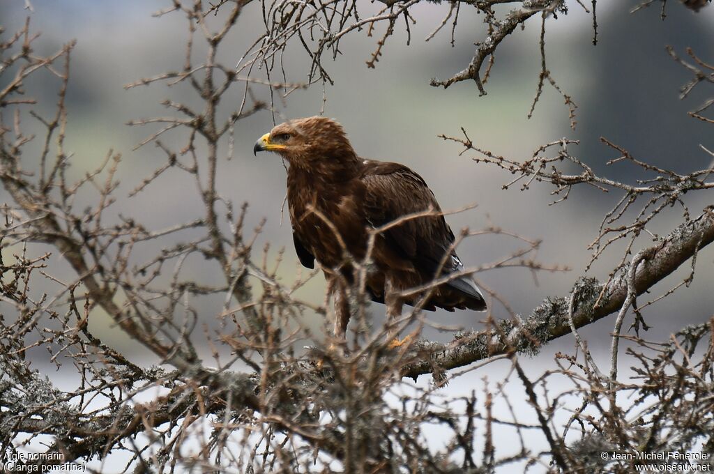 Lesser Spotted Eagle