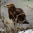 Aigle pomarin