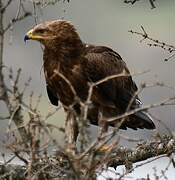 Lesser Spotted Eagle