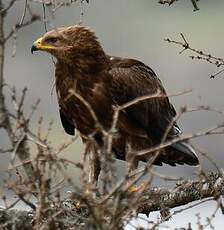 Aigle pomarin