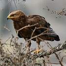 Aigle pomarin