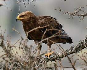 Aigle pomarin