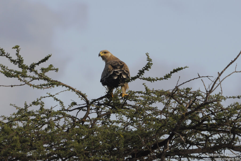 Aigle ravisseur