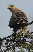 Aigle ravisseur