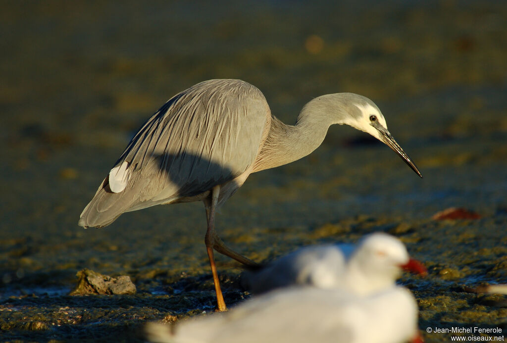 Aigrette à face blancheadulte