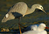 Aigrette à face blanche