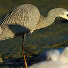 Aigrette à face blanche