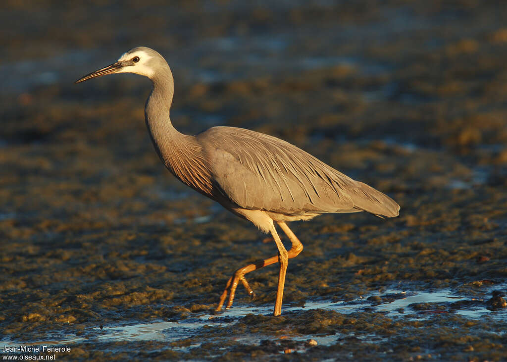 White-faced Heronadult, identification