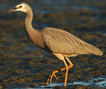 White-faced Heron