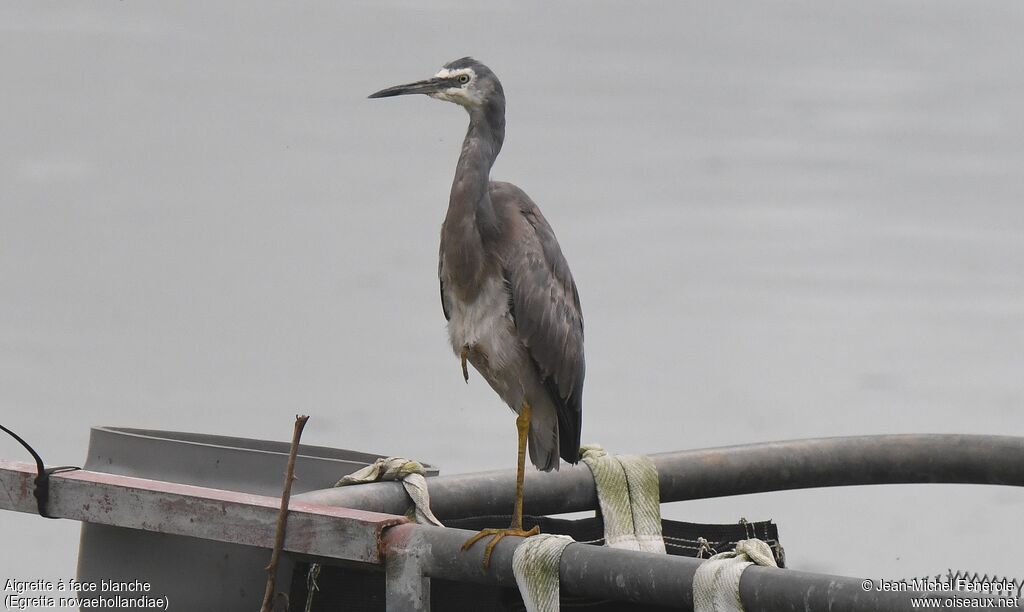 White-faced Heron