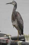 White-faced Heron