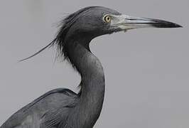 Little Blue Heron