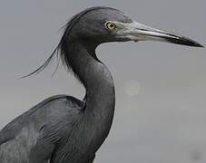 Aigrette bleue