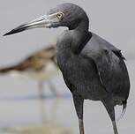 Aigrette bleue