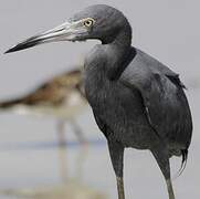 Little Blue Heron