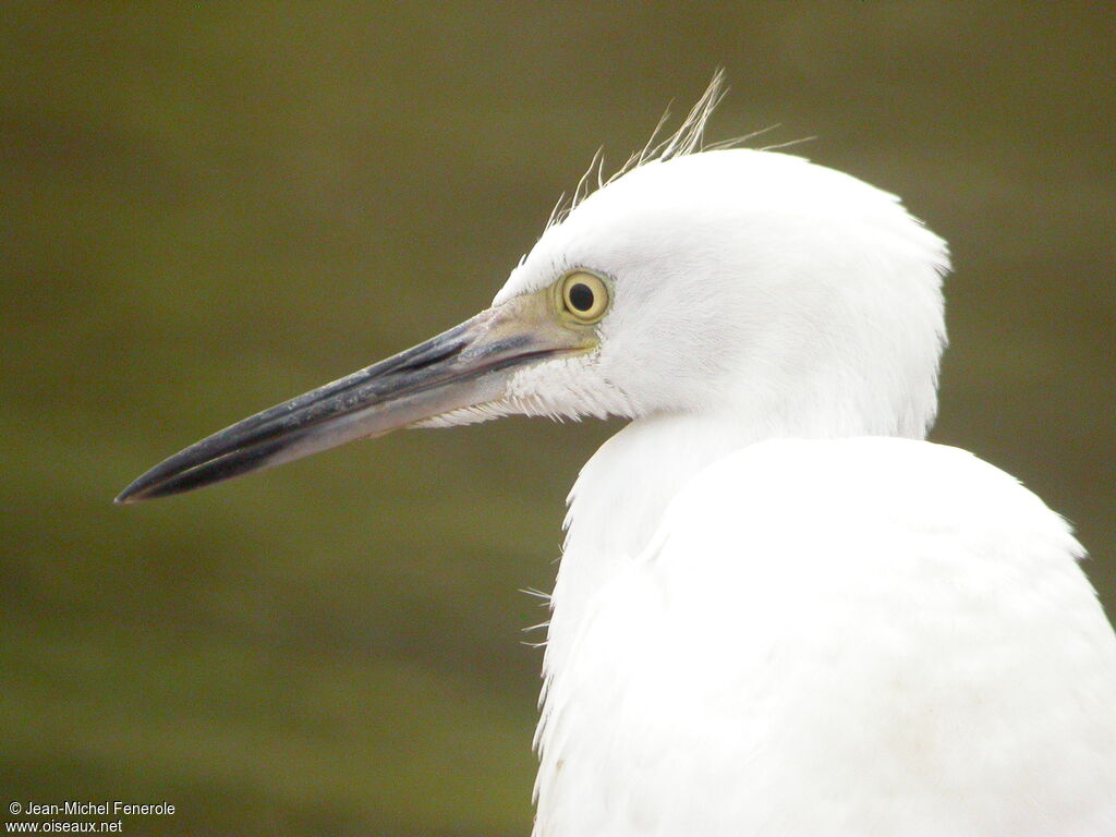 Aigrette bleue