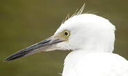 Aigrette bleue