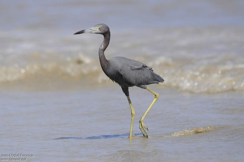 Little Blue Heronadult post breeding, identification, walking