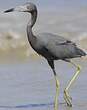 Aigrette bleue