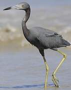 Little Blue Heron