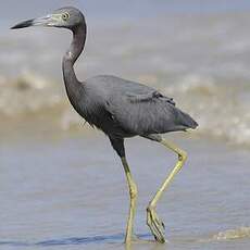 Aigrette bleue