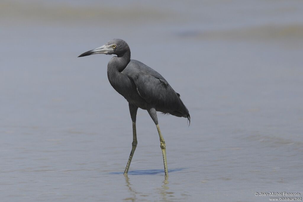 Little Blue Heron