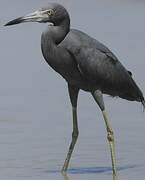 Aigrette bleue