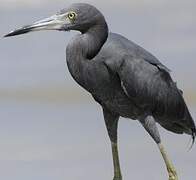 Aigrette bleue