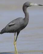 Little Blue Heron