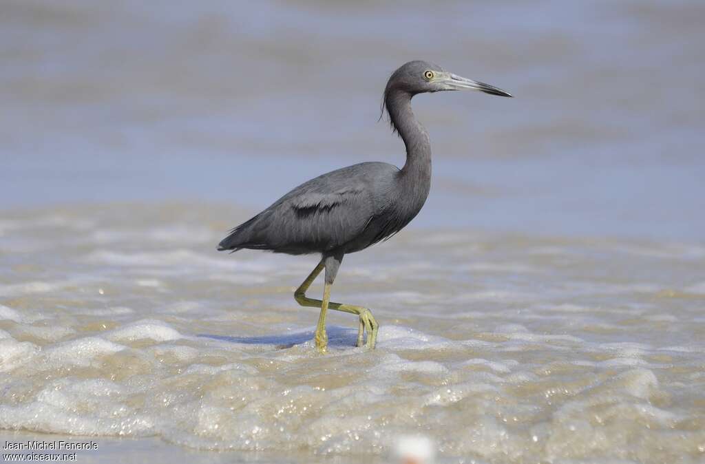 Aigrette bleue