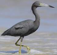 Little Blue Heron