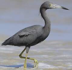 Aigrette bleue