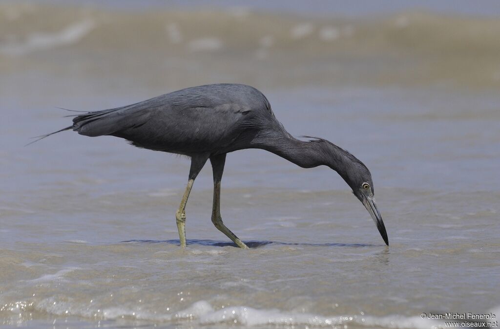 Aigrette bleue