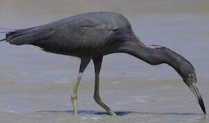 Aigrette bleue