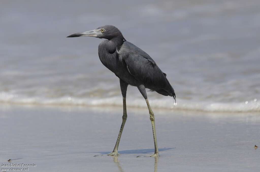 Little Blue Heron