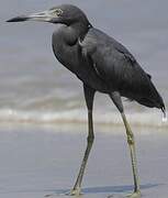 Aigrette bleue