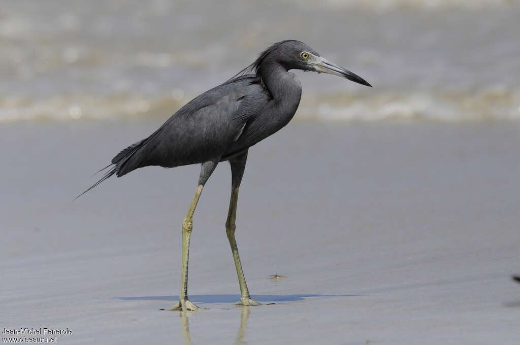 Little Blue Heronadult post breeding, identification