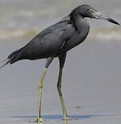 Little Blue Heron