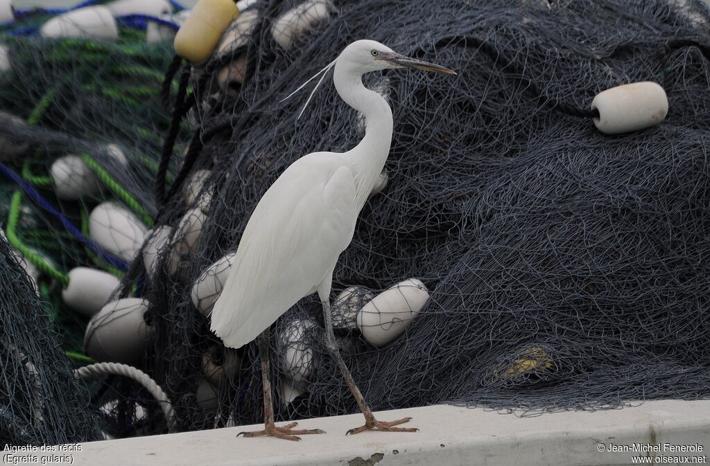 Western Reef Heron