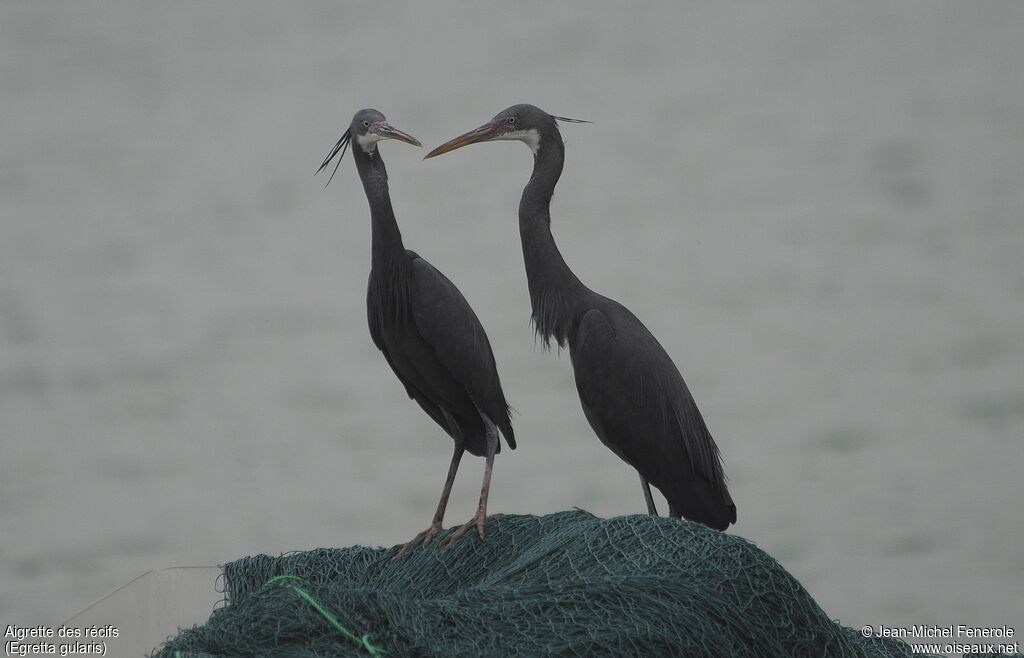 Western Reef Heron