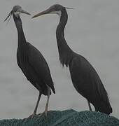 Western Reef Heron