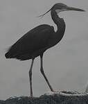 Aigrette des récifs