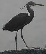 Western Reef Heron