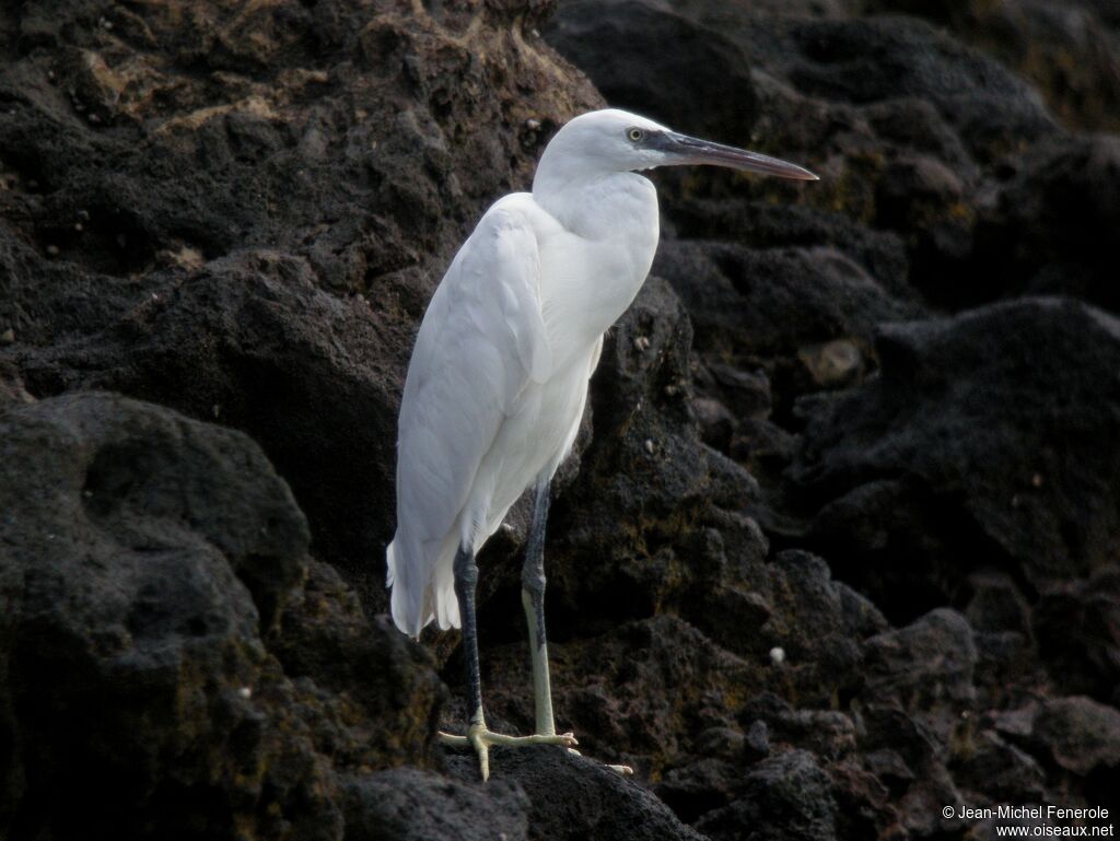 Aigrette des récifs