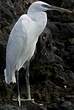 Aigrette des récifs