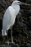 Western Reef Heron