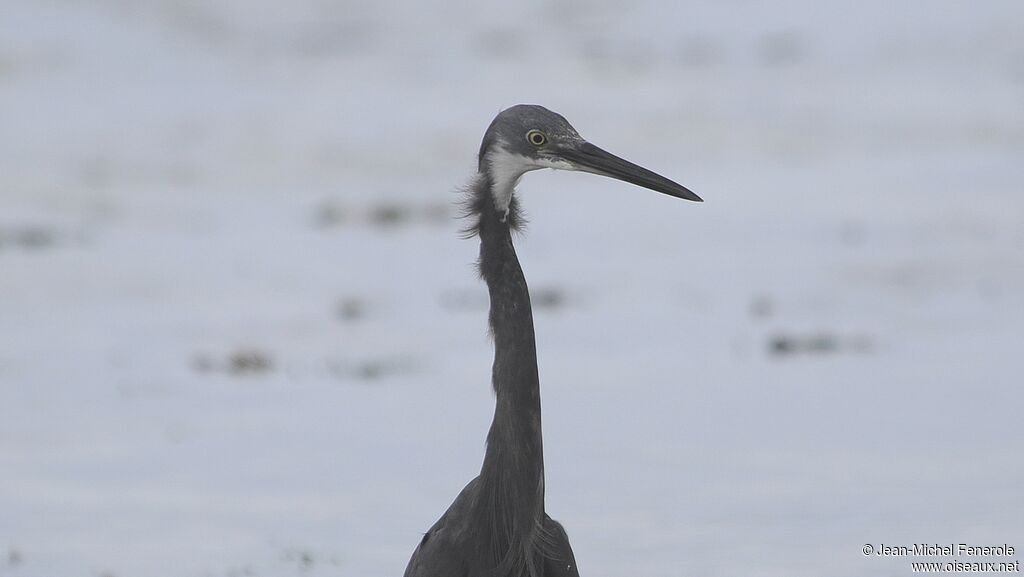 Dimorphic Egret