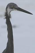 Dimorphic Egret