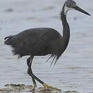 Aigrette dimorphe